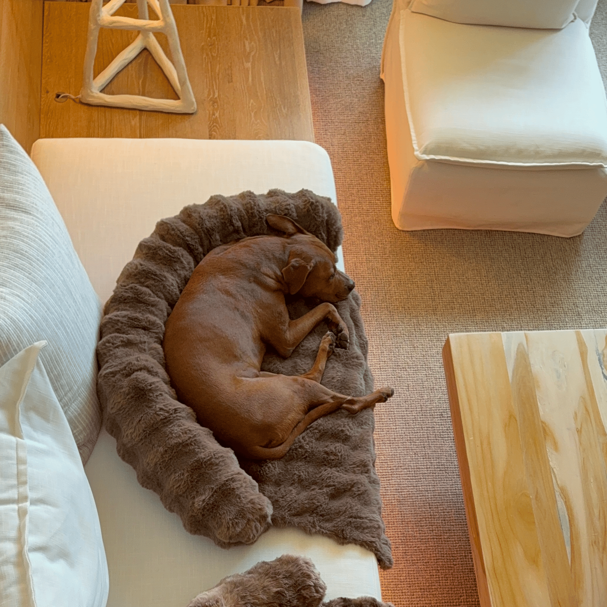Velocitytoys™–  Luxurious Sofa Bed